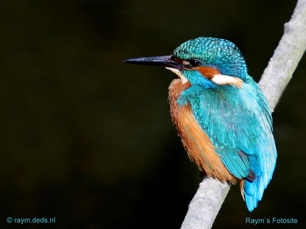 WonderfulPics's tweet photo. Beautiful icebird - http://t.co/7DUwPNaX5e