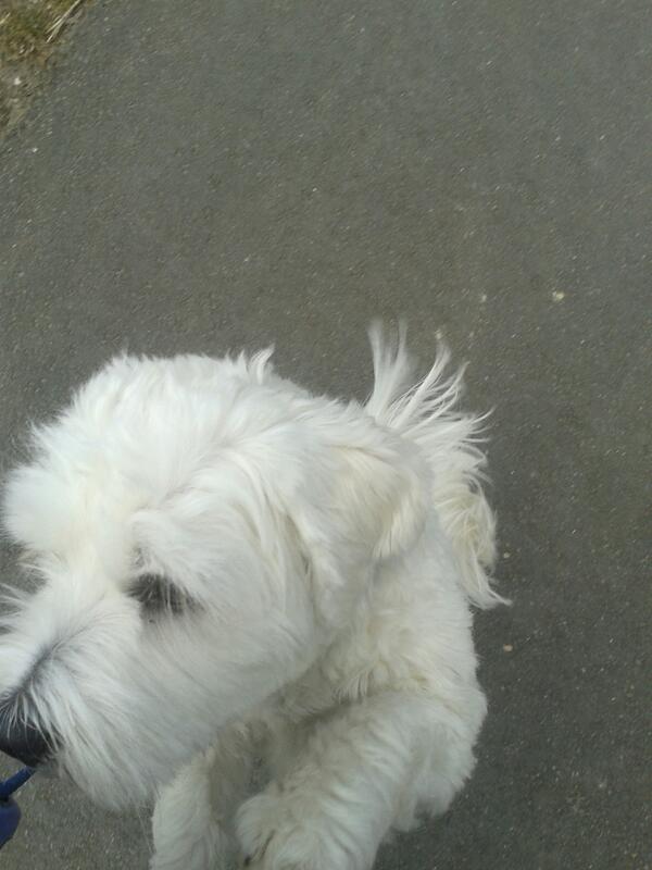 xxannedienxx's tweet image. Just walking with my dog :)