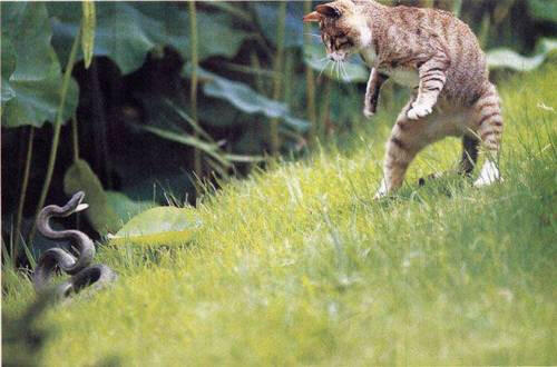 かわいい猫ちゃん画像館 on X: 