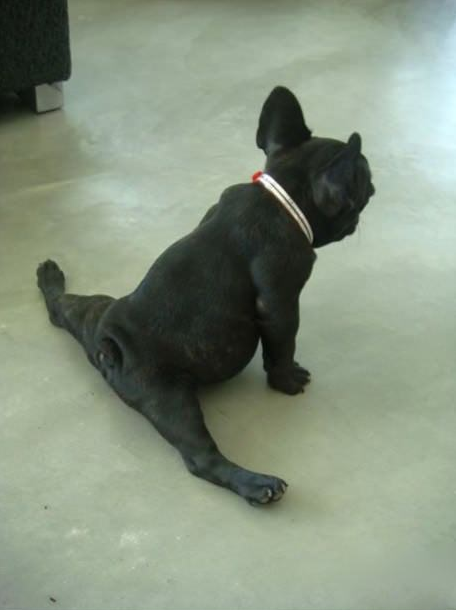 Twitter / K9Kelp: To ensure your dog can do the ...