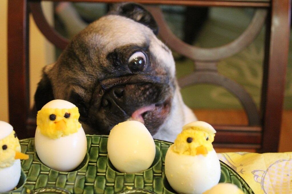 Igor Pugdog & Zombie Pug on Twitter "Farting deviled egg farts in bed