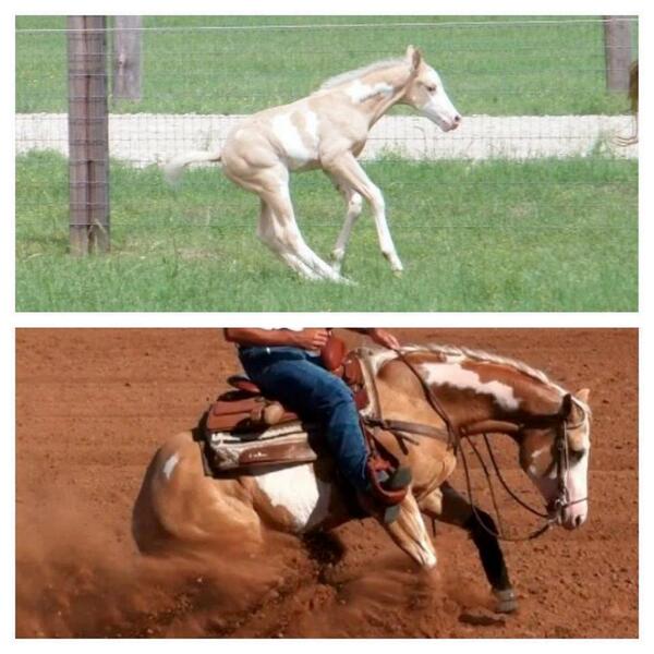 RAMequine's tweet image. Born to be a Reiner! #western #reiners