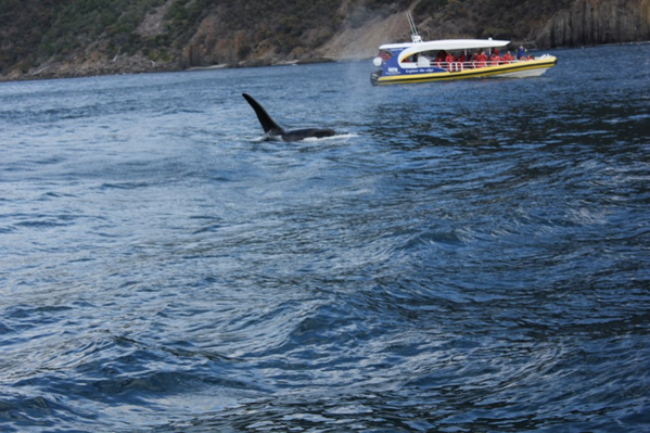 TasVacations's tweet photo. On the @RobPennicott Tasman Island Cruise, Talise our Sales Consultant saw Orcas and had such a great time! http://t.co/UfGWYnpTaE