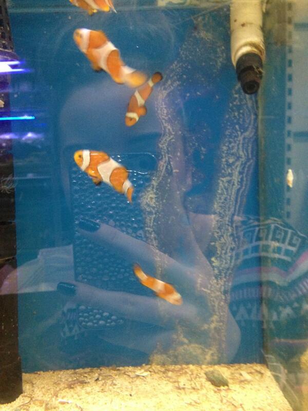 Megan_YoungXX's tweet image. Lil mates #findingnemos