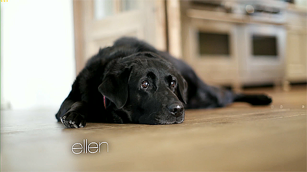 PositiveA2's tweet photo. Kimmy, the family dog ​​O'Donnell (@chrisodonnell) - Photo released at @TheEllenShow http://t.co/LMjqqzLhw9