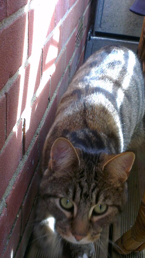 kiediskitten's tweet photo. Stalker kitty! Mol! http://t.co/6makg4pJJF