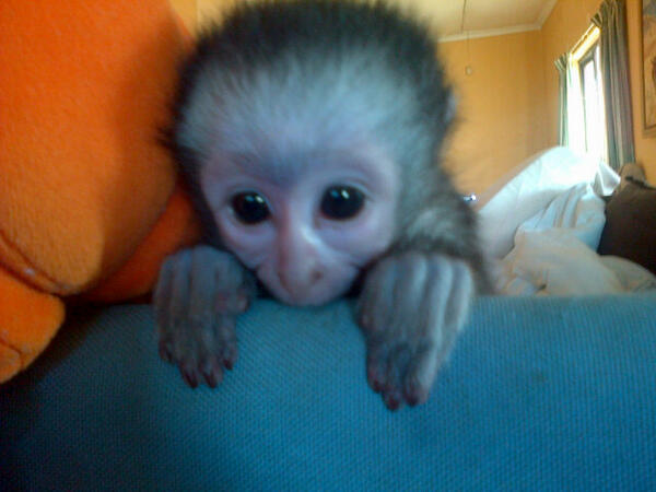 UMSIZI VERVET RESCUE tweet media