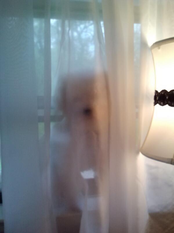 CanineKnowsBest's tweet image. He thinks he&apos;s a cat today, chillin in the windowsill. #felineflow