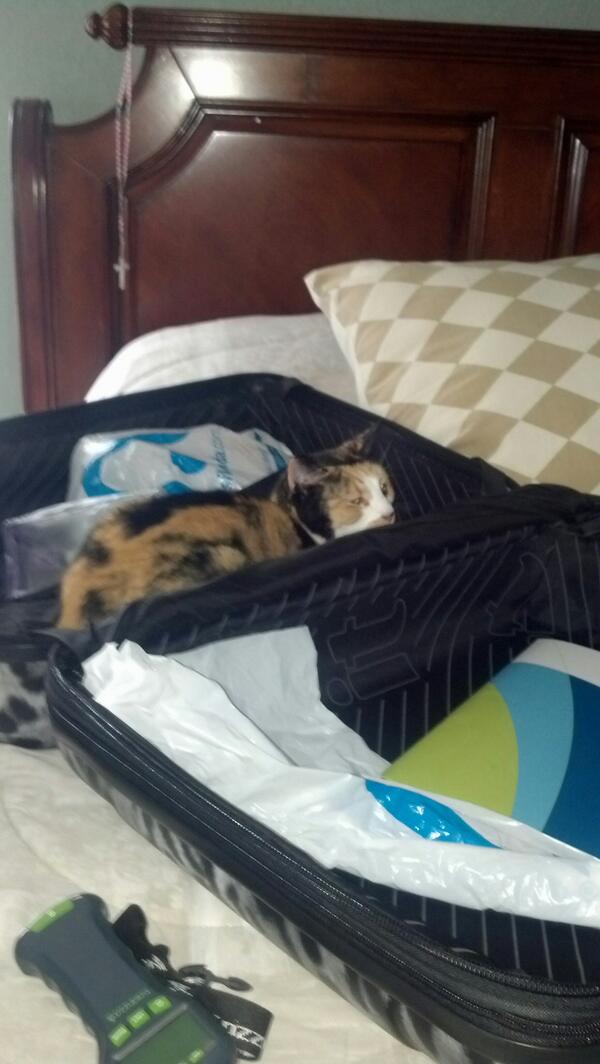 ThatOneKidCaleb's tweet image. She likes to adventure. #ItsASuitcase