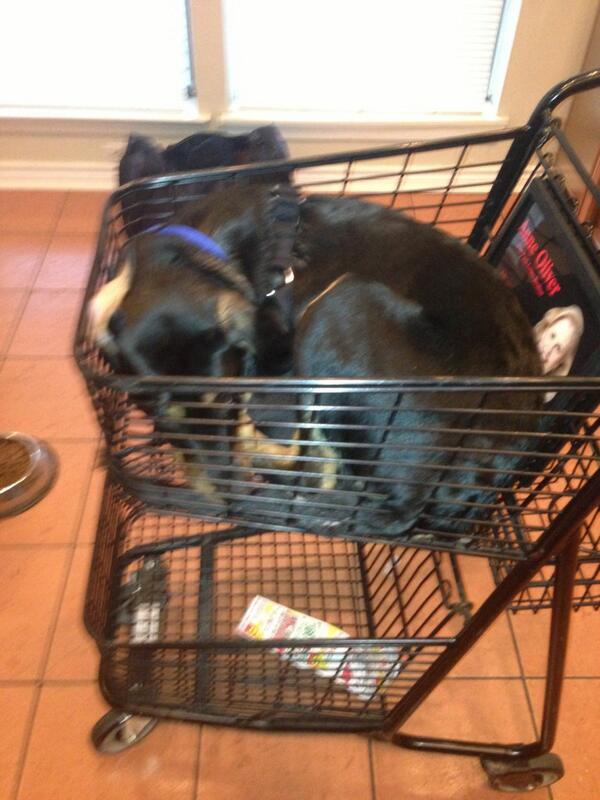 seangatz's tweet photo. Best grocery trip ever. Bought a puppy http://t.co/EdMgtb1cx4