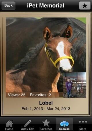 iPetMemorial's tweet photo. Today, we celebrate the memory of Lobel.  Gone ... But Never Forgotten.  #ipetmemorial http://t.co/RIG35P7H6Q