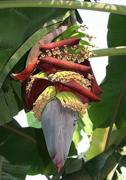 _Weird__facts's tweet photo. شجرة الموز تنتج ثماراً مرة واحده في عمرها ومن ثم تموت . http://t.co/ov58pa9ANj