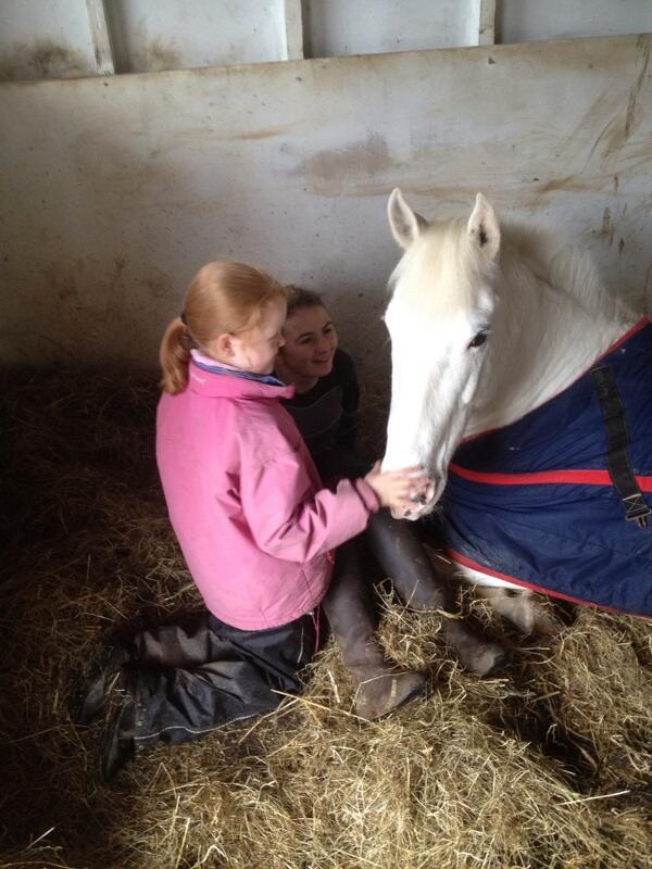 BSCstables's tweet photo. Gracie having a snooze #cute http://t.co/pfUqd5bNUO