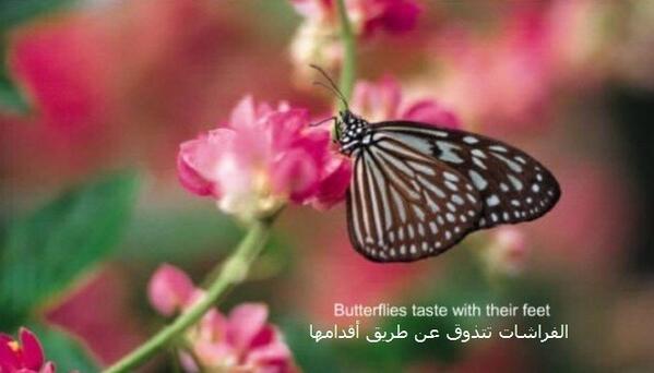 _Weird__facts's tweet photo. http://t.co/fleQcISoP5