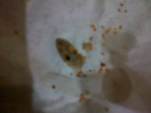 Una cabeza de salamandra, como ingrediente extra en un subway, lo compre en el SUBWay de Periférico