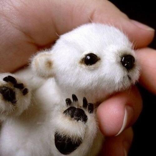 Retweet als je dit Schattig vindt ♥ !