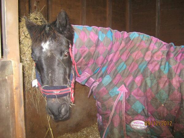 SidsBarn Pony rescue tweet media