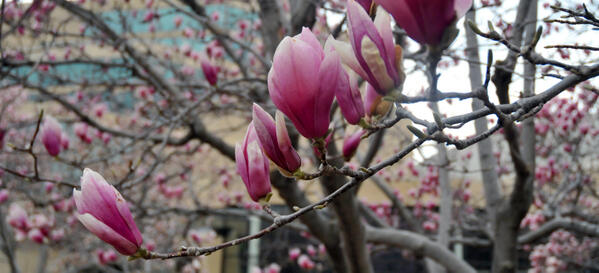 UNL_Today's tweet photo. Spring is starting to take hold at #UNL as the magnolia trees are blooming. http://t.co/48Z0kRHQcq