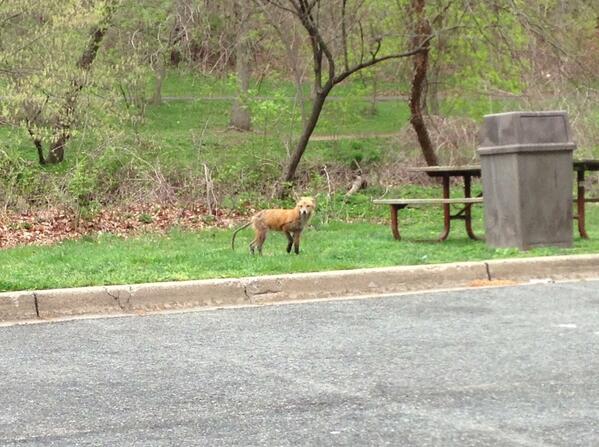 jonfink's tweet image. Who needs the zoo?! Saw this guy… on my way to the zoo..