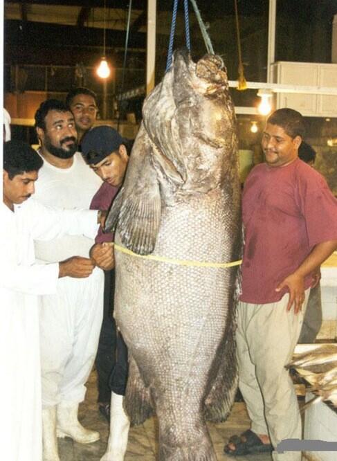 _Weird__facts's tweet photo. أكبر سمكة في العالم http://t.co/v7UlWkB4Kp