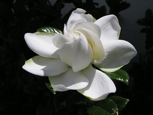 hadadaiser tweet picture