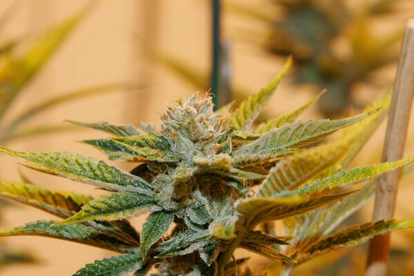 Here's a look at one of D.C.'s very first medical marijuana plants. The strain is OG Kush (fire cut), coming soon...