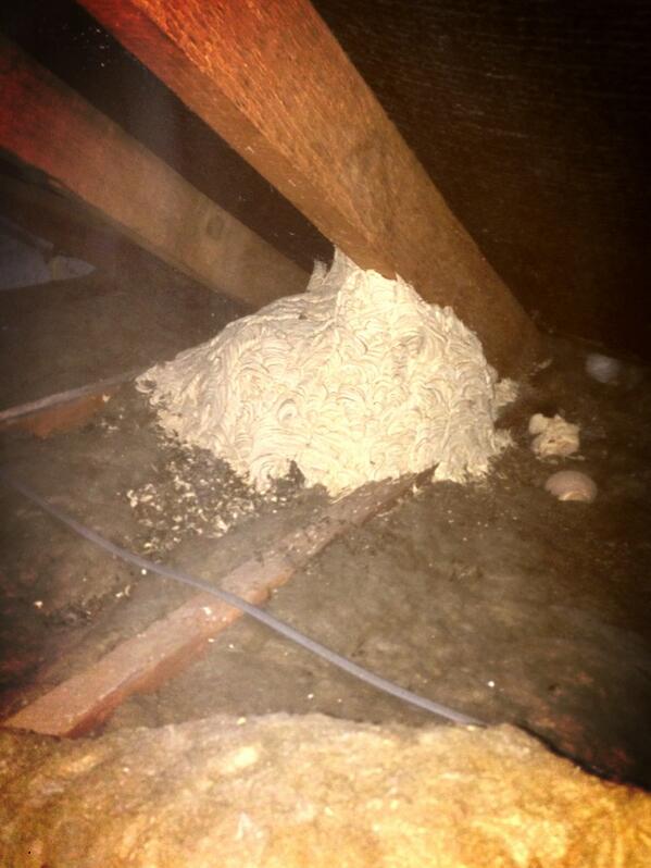 ABSolutions2's tweet image. Now that&apos;s a big wasp nest!!!!