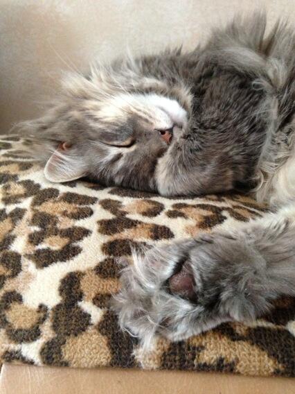 ItsMeDeaner's tweet photo. Toe tufts #kittyuggs http://t.co/mfuzunOE8g
