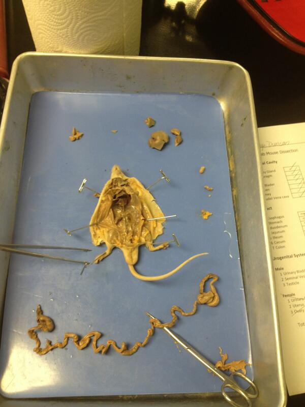 littlepaiger's tweet image. My new favorite Leonard!! #labmouse @LeonardSpahiu