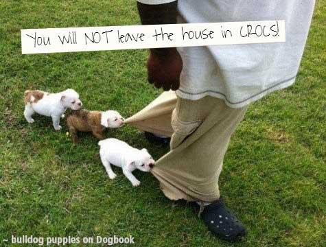 japanese spitz haircut