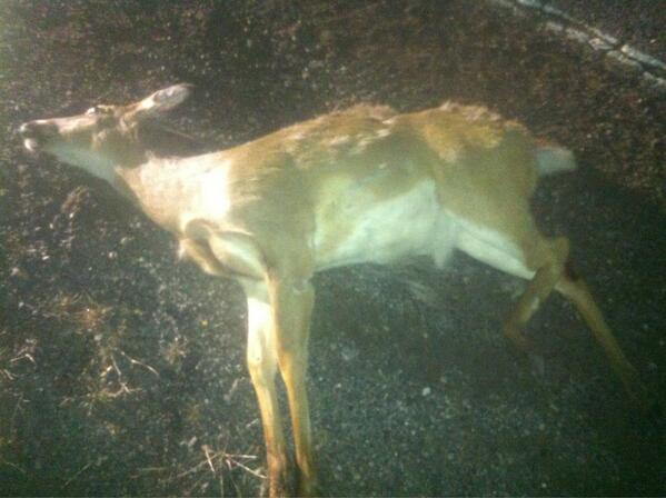 APiotrowski212's tweet photo. Score! #freeshit #deer @b_mainguy http://t.co/9bIHYxxxFj