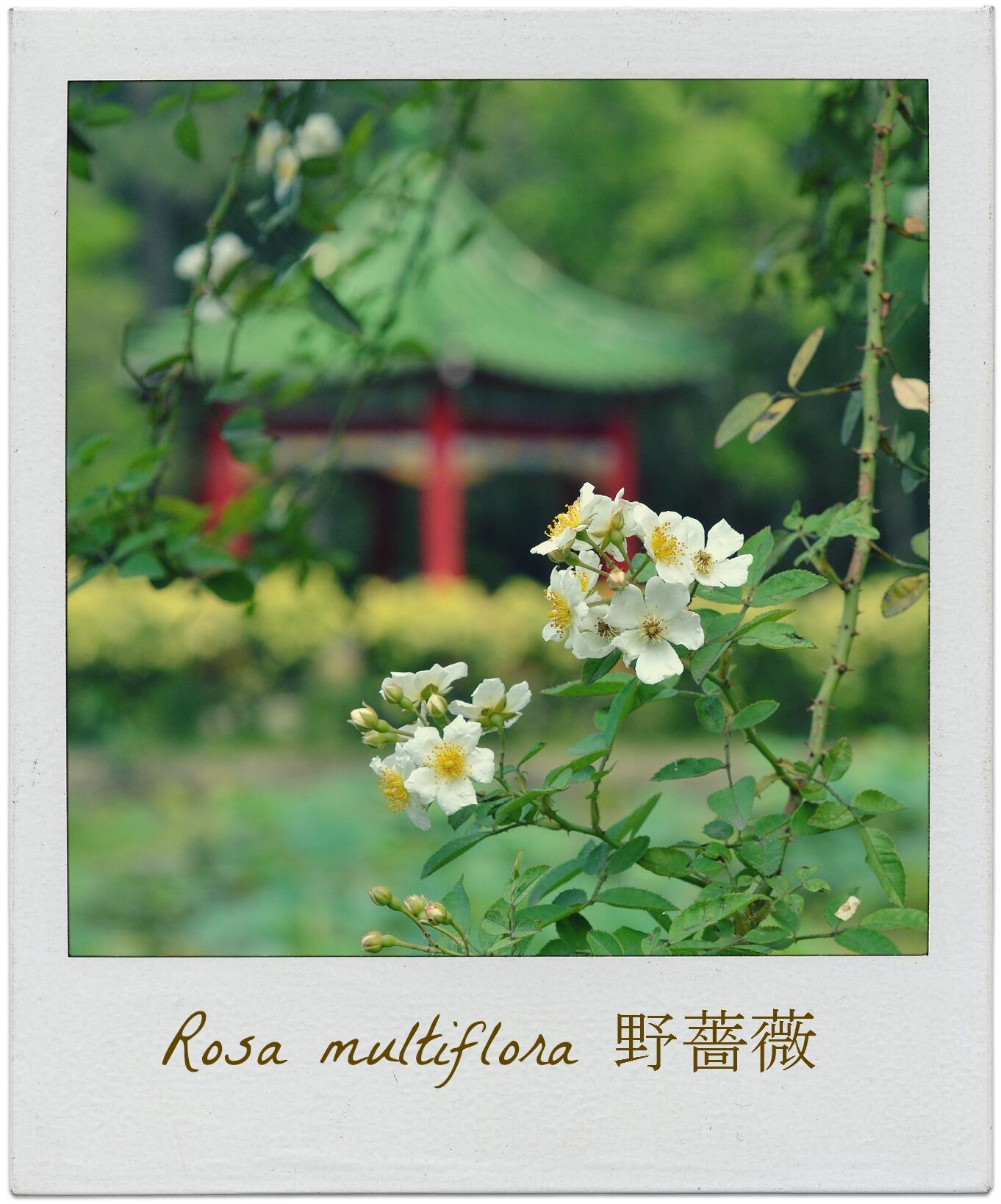 台北植物園on Twitter 台北植物園的野薔薇開花了 歡迎前來賞花 野薔薇就栽植在荷花池長廊的花棚上 每年都很準時在春日的四月天開花 漫步走過花棚下 還能聞到她淡淡的清香 其他資訊 請看http T Co 8frwg4nxoq Http T Co Gzpdw7qfae Twitter