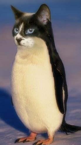 BooKittyKat's tweet photo. @SURLYPENGUIN hallo pingwin. we iz nawt so difrunt frum eech uthr. http://t.co/6fUW3HvjTQ