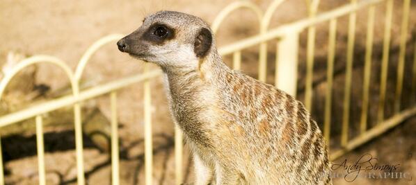 AndySimonsPhoto's tweet image. 