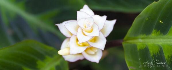 AndySimonsPhoto's tweet image. 