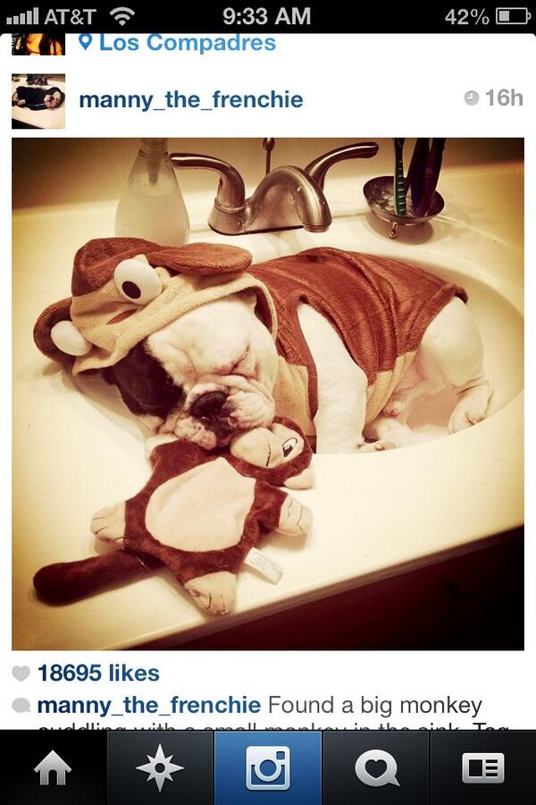 kbow370's tweet photo. @TheLo_Down @watiekilcox do you ever wish you could be mannie the frenchie sometimes? http://t.co/KzS3iBGrfX