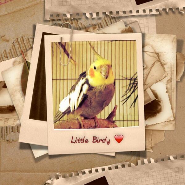 xXDXx's tweet photo. I ❤ my psycho little Birdy ❤ http://t.co/jeSiverVYG