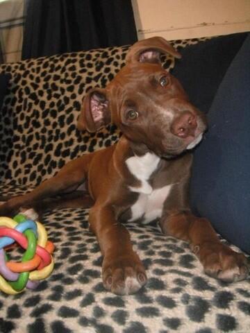 xXDXx's tweet photo. I love you and miss you, my gorgeous baby~girl ❤❤❤ RIP http://t.co/unWzMj6TbA
