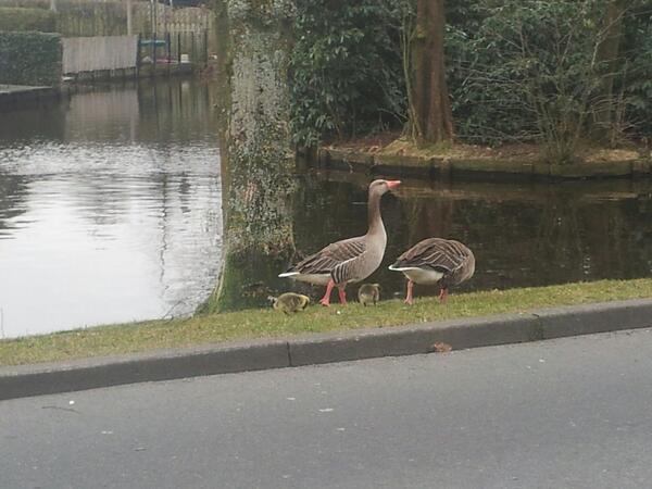 Peter_Hoolwerf's tweet photo. De eerste grauwe ganzen hebben al kuikens #vroeg #mooigezicht #overlast http://t.co/NqH9BTo2hs