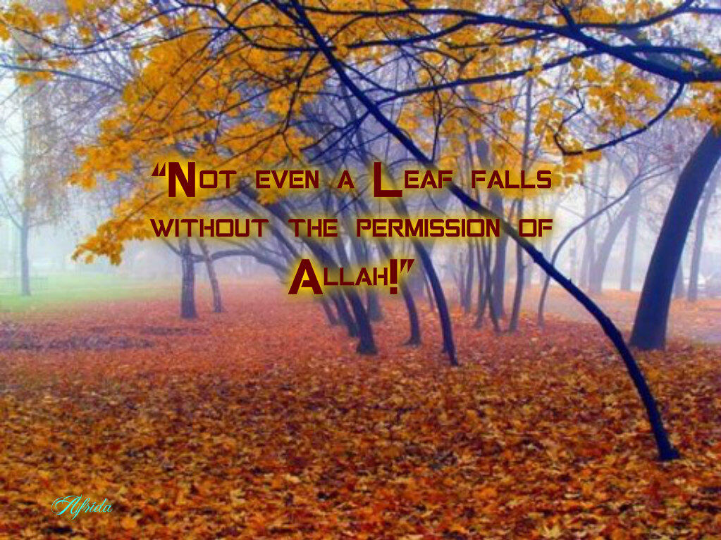 Afridakhatun Not Even A Leaf Falls Without The Permission Of Allah Http T Co 0uf0d1wvaz Afridakhatun Not Even A Leaf Falls Without The Permission Of Allah Http T Co 0uf0d1wvaz