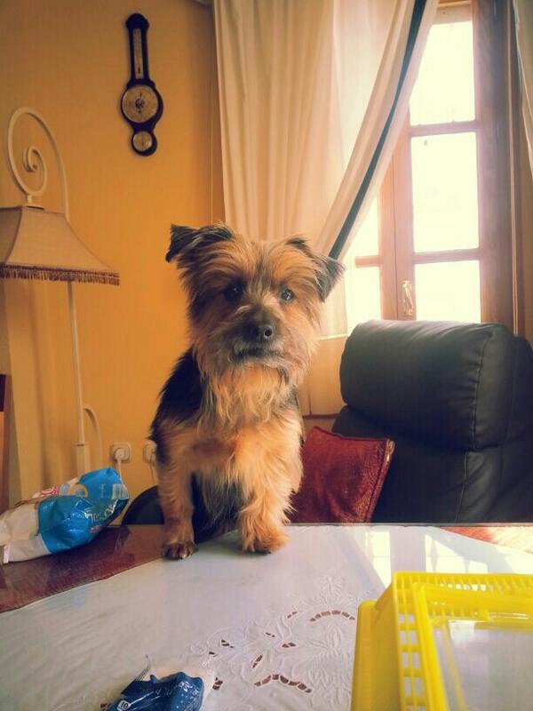 Ollin_sin_H's tweet photo. Nana me quiere comee @gelu_r2 http://t.co/5NSyV51dFi