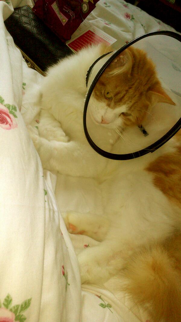 Sarah_Lowe25's tweet image. Choosing to work from bed was my best idea today #feelingcrap #snuggleswithmyboy #dissertationplanning