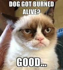 Grumpy cat is weird.