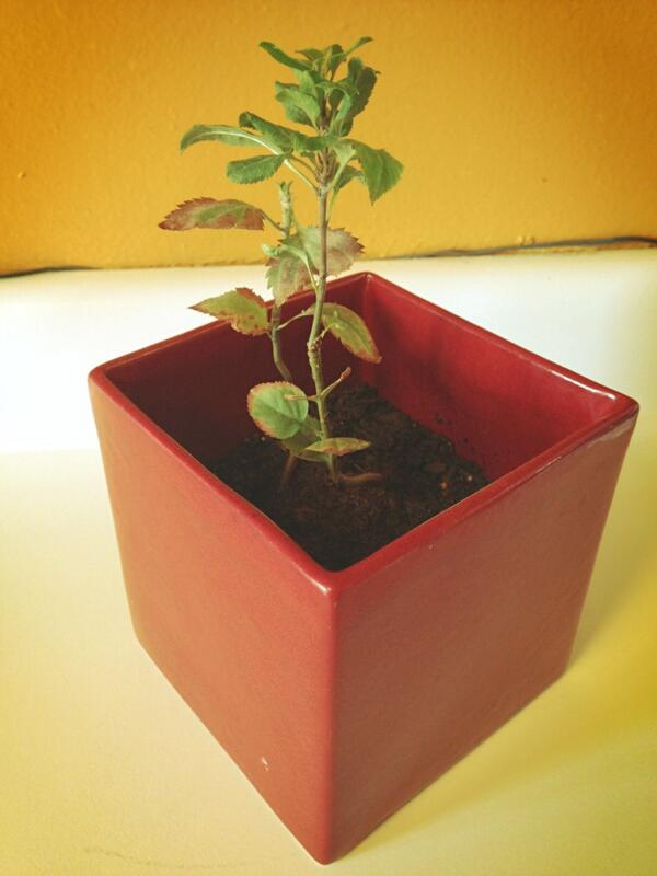 <a href="/Sarahwhitelaw/">Sarah Whitelaw</a>: <a href="/JetBlue/">JetBlue</a> #OneThingThatsGreen We are growing our own apple tree. pic.x.com/zYlQ9nreLR