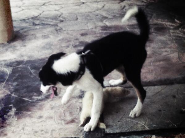 solokaia's tweet photo. Hoy conocí a un hurón es como un perro lagartija Jajajajaa http://t.co/7akAoGu6i1