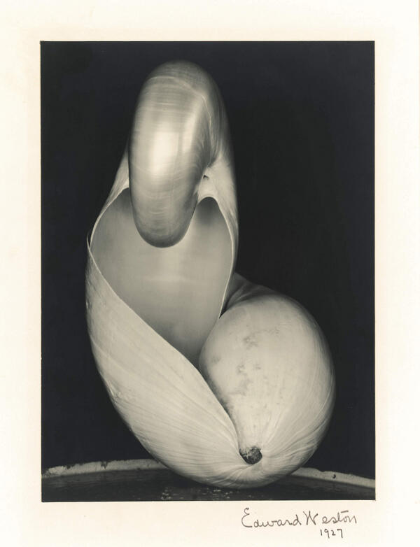 Sothebys's tweet photo. #FeaturedLot: Westonโs Two Shells, one of the most recognizable icons of 20thC photography, in our NY sale on Friday: http://t.co/EtIsvhgUAv
