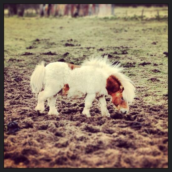 Jesssalice's tweet image. #so #chuffing #cute