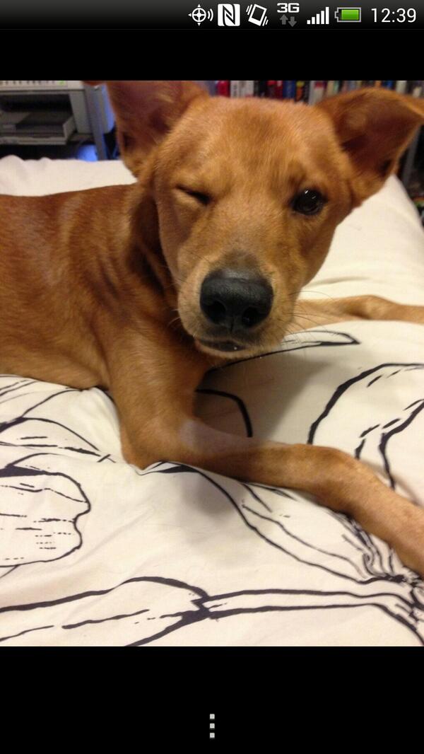 JeanP3_'s tweet photo. @kimbs21 is this dog apart of your family ;) http://t.co/bj03nL2TZU