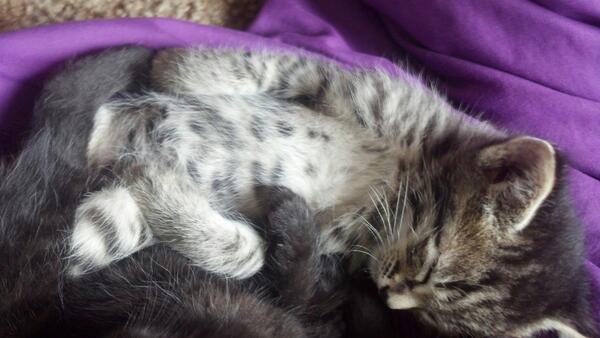 AmackerKylee's tweet image. Soooo I'm tweeting and I never tweeted #lovemy#babykitten