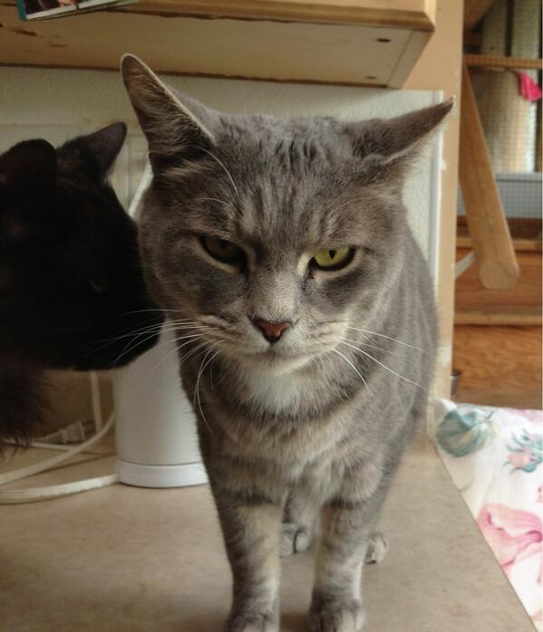 If you have the RAPS calendar, you'll recognize Mr. April. It's Greyso